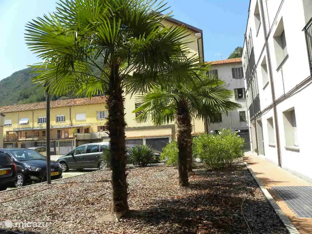 Las palmeras se plantaron en 2013 en el jardín del patio y desde entonces han crecido considerablemente.