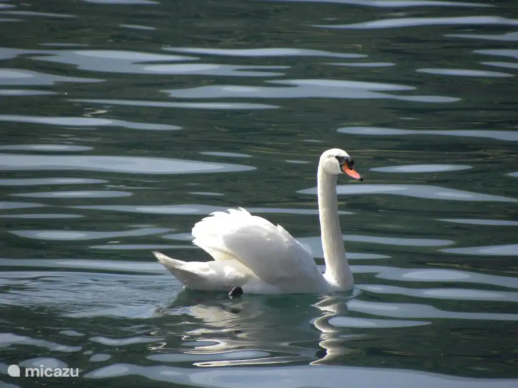 Los cisnes crean un ambiente idílico.