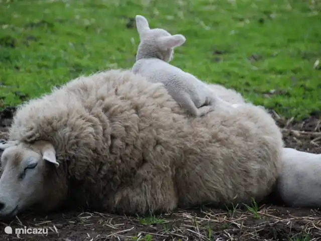 Bungalow Rural Privado de Vacaciones Ov en Países Bajos, Overijssel, Hardenberg - bungaló Primavera en bungalow de vacaciones De Eikenhof