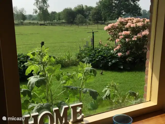 Bungalow Rural Privado de Vacaciones Ov en Países Bajos, Overijssel, Hardenberg - bungaló Vista desde la ventana de la habitación