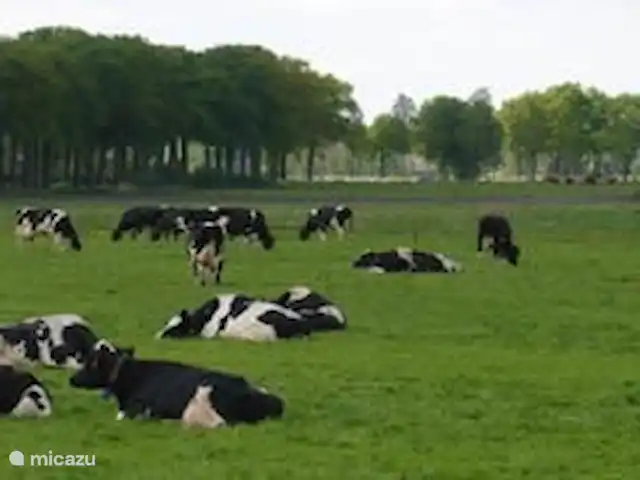 Bungalow Rural Privado de Vacaciones Ov en Países Bajos, Overijssel, Hardenberg - bungaló El Overijssels-Vechtdal