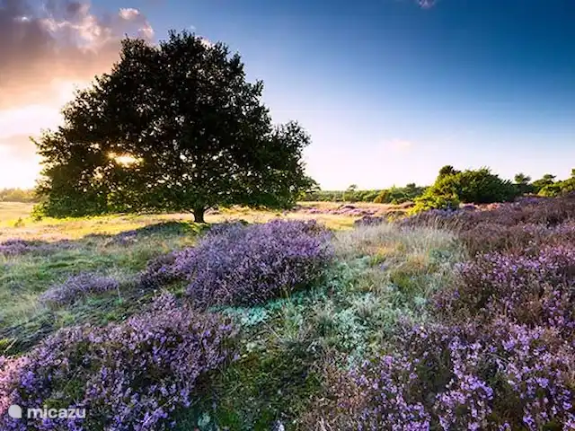 Bungalow Rural Privado de Vacaciones Ov en Países Bajos, Overijssel, Hardenberg - bungaló reserva natural Het Reestdal