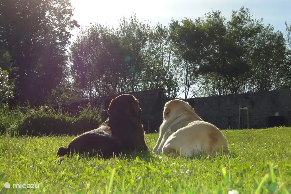 Nos labradors, Mila et Dastan. Vigilant mais très doux et amical.