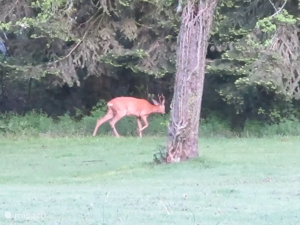 visiteur inattendu dans le jardin