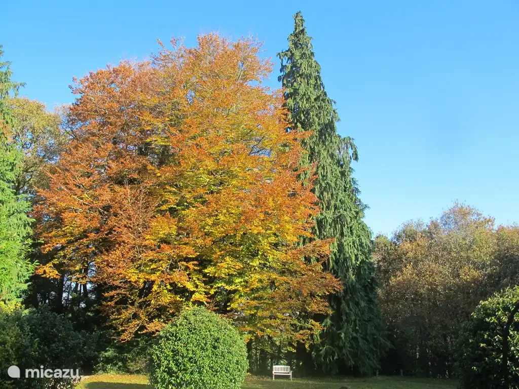 Le hêtre dans le jardin de devant avec de belles couleurs d'automne