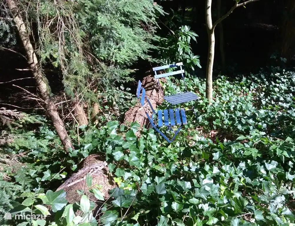 Achter in de bostuin, bij de houtwal