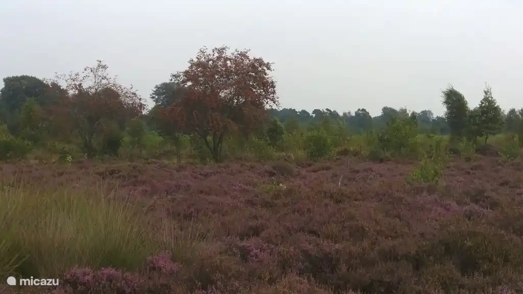Bloeiende hei op de Lemelerberg.