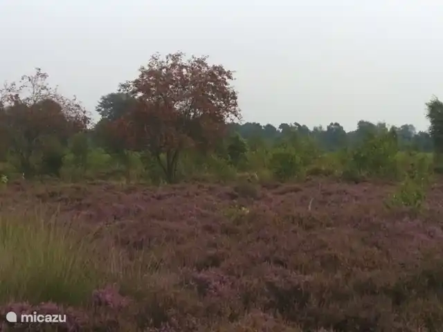 Huisje 140 huren in Nederland, Overijssel, Giethmen - bungalow Bloeiende hei op de Lemelerberg.