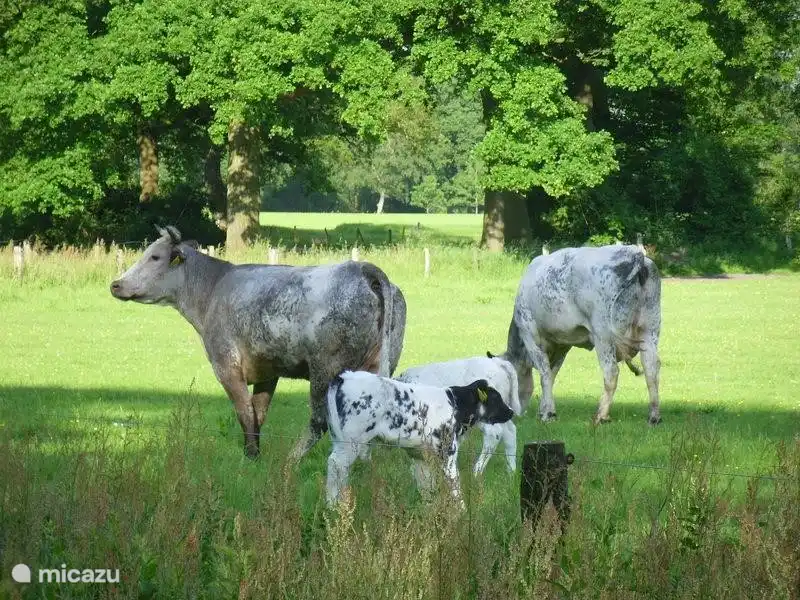 Landelijke omgeving, koien in de Eerder Achterbroek