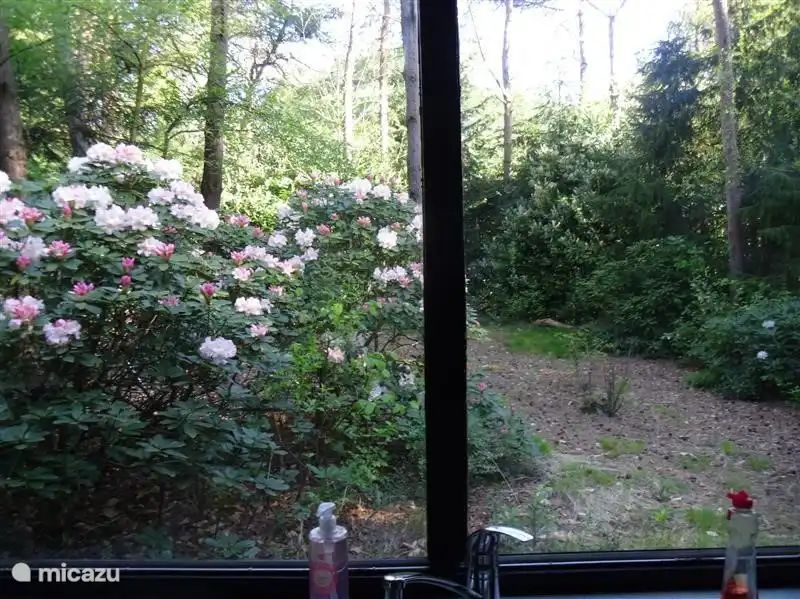 Uitzicht op de tuin vanuit de keuken.