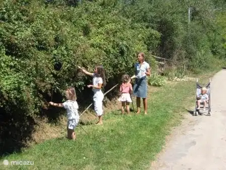 Cueillette de mûres le long de la voie communale au Petit Varrat