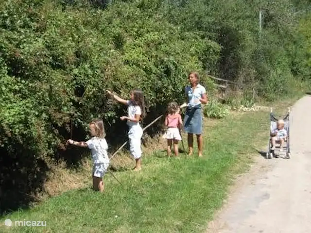 Location de Vacances France, Indre, Lignac, maison de vacances - Le Chêne Cueillette de mûres le long de la voie communale au Petit Varrat