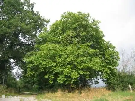 Le châtaignier et le chêne à l'entrée