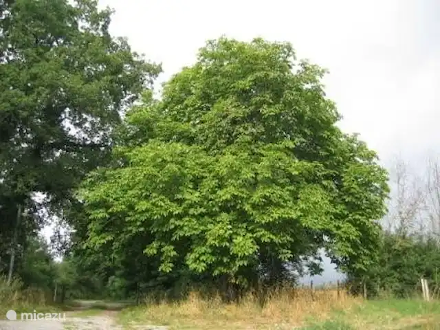 Location de Vacances France, Indre, Lignac, maison de vacances - Le Chêne Le châtaignier et le chêne à l'entrée