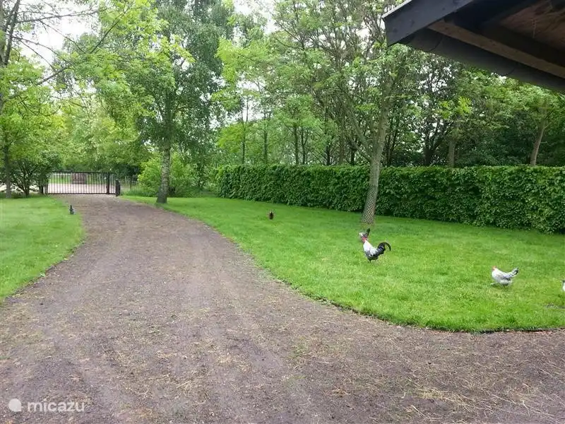 Terrasse Wiese mit Rundum Chaamse Huhn Hühner mit einem tollen Blick auf Schafe und Kühe