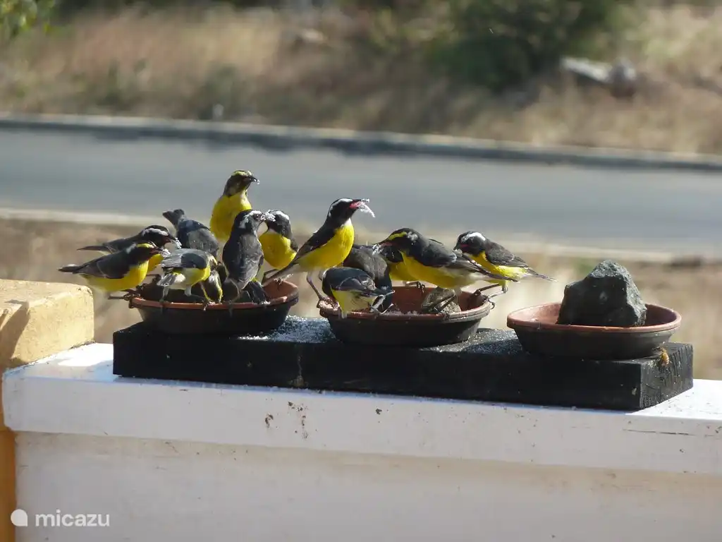 Bananaquits gerne hier essen.