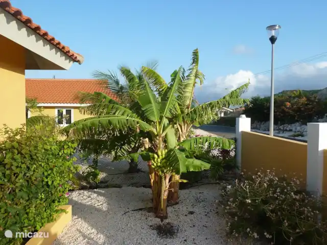 Villa Kas Tribon met privé zwembad huren in Curaçao, Banda Abou (west), Fontein - villa Bananen uit eigen tuin