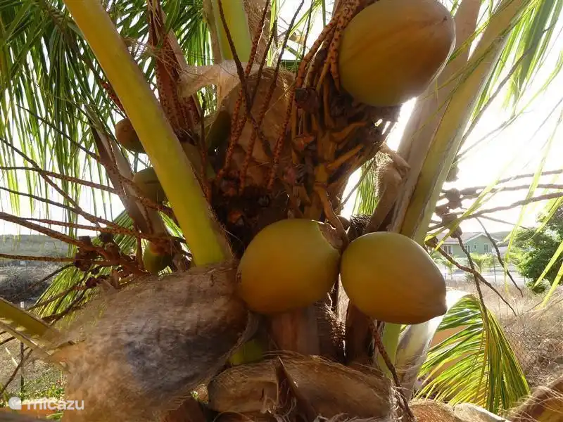 Kokosnüsse aus dem Garten.