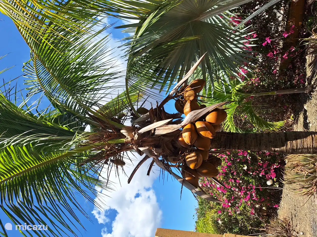 Eine der vielen Kokospalmen