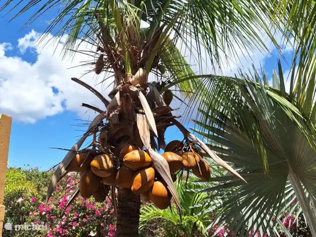Villa Kas Tribon met privé zwembad huren in Curaçao, Banda Abou (west), Fontein - villa 1 van de vele kokospalmen
