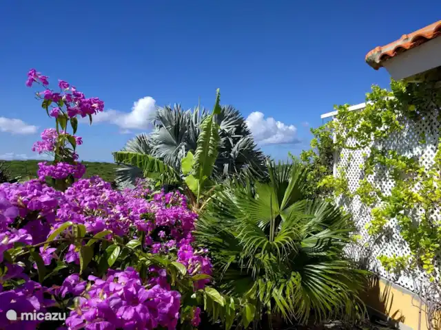 Villa Kas Tribon met privé zwembad huren in Curaçao, Banda Abou (west), Fontein - villa Nog meer kleur
