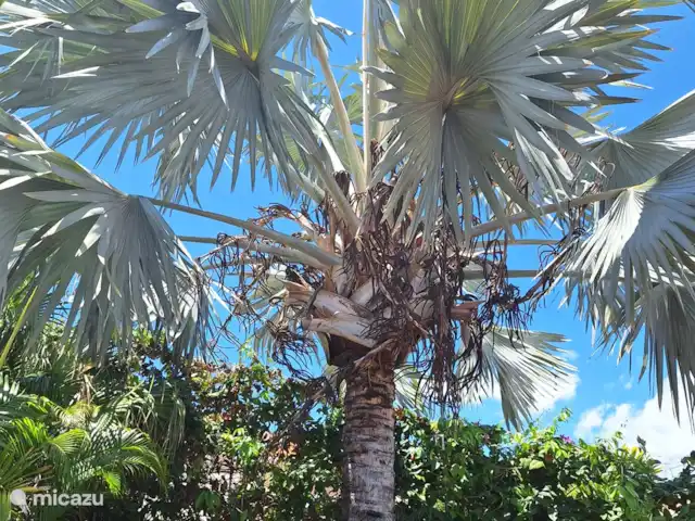 Villa Kas Tribon met privé zwembad huren in Curaçao, Banda Abou (west), Fontein - villa Bismarckia