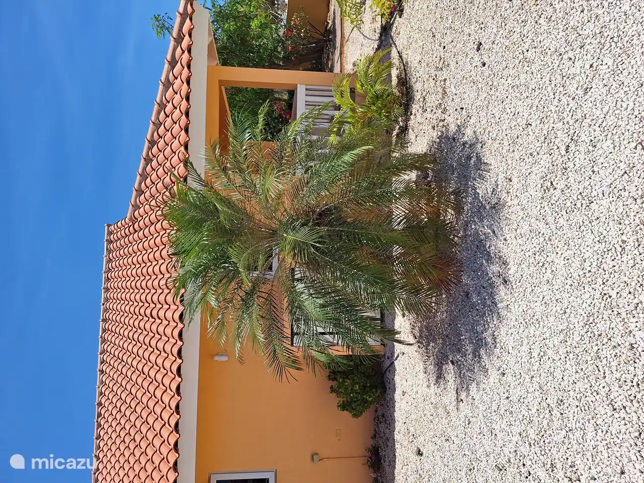 Verschiedene Palmenarten im Garten