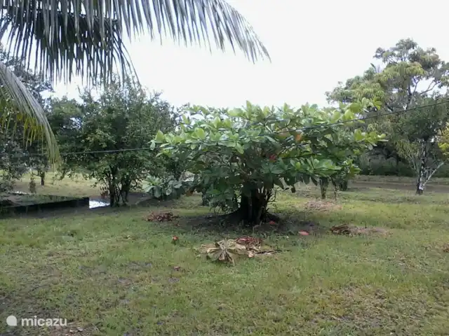 casa vacacional en Surinam, Wanica, Dirección – A la vuelta de la esquina El jardín