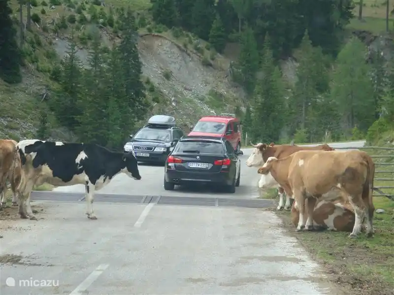 Die Nockalmstrasse. Denke nicht, dass Passieren der Kühe geht nicht einfach 