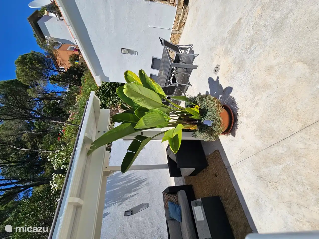 Schöne große Pflanzen auf der Terrasse