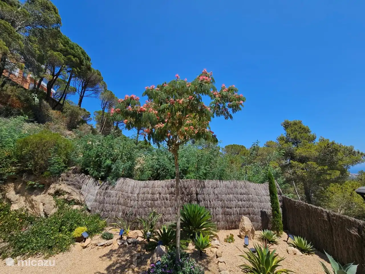 Unser Schlafbaum, der nachts so herrlich duftet