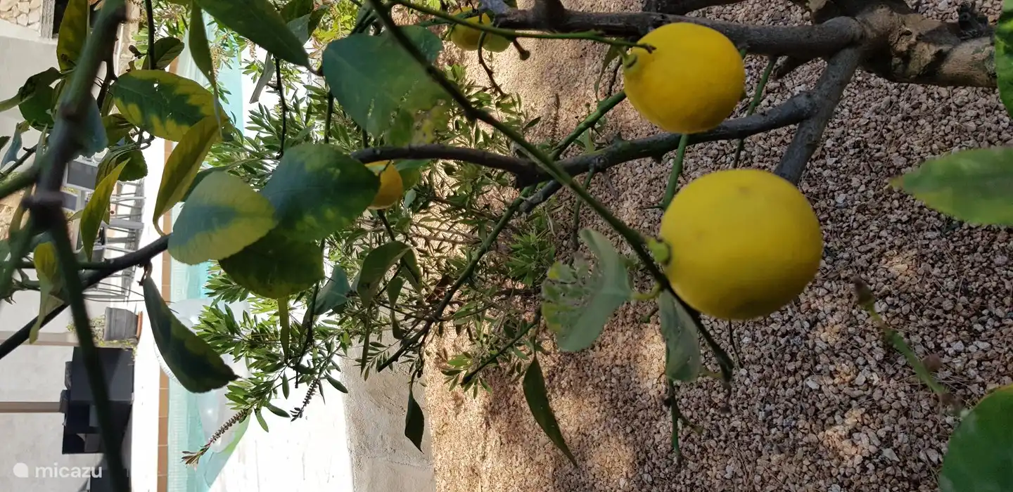 Frische Zitronen im Garten