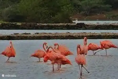 Kun je met prepaid ook internetten Kun je met prepaid ook internetten