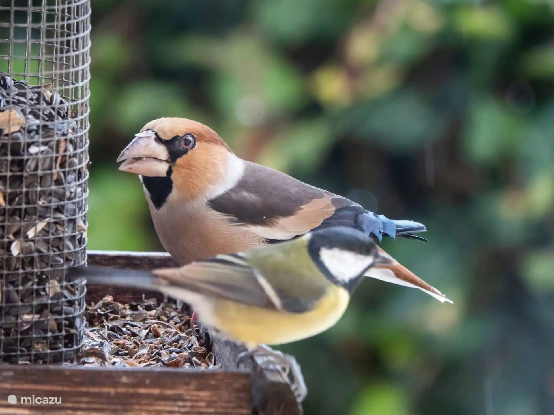 Appelvink en koolmees