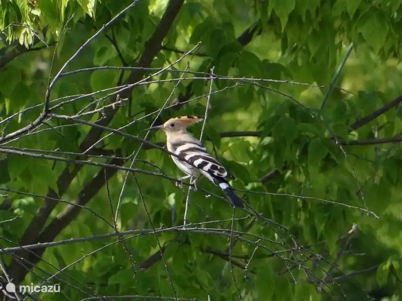 Spezielle Vögel, sowohl in Ihrem eigenen Garten als auch in unmittelbarer Nähe. Das ist der Wiedehopf.