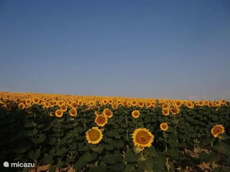 Rund um das Dorf und in der Region endlose Felder mit Sonnenblumen, Mais und Mohn