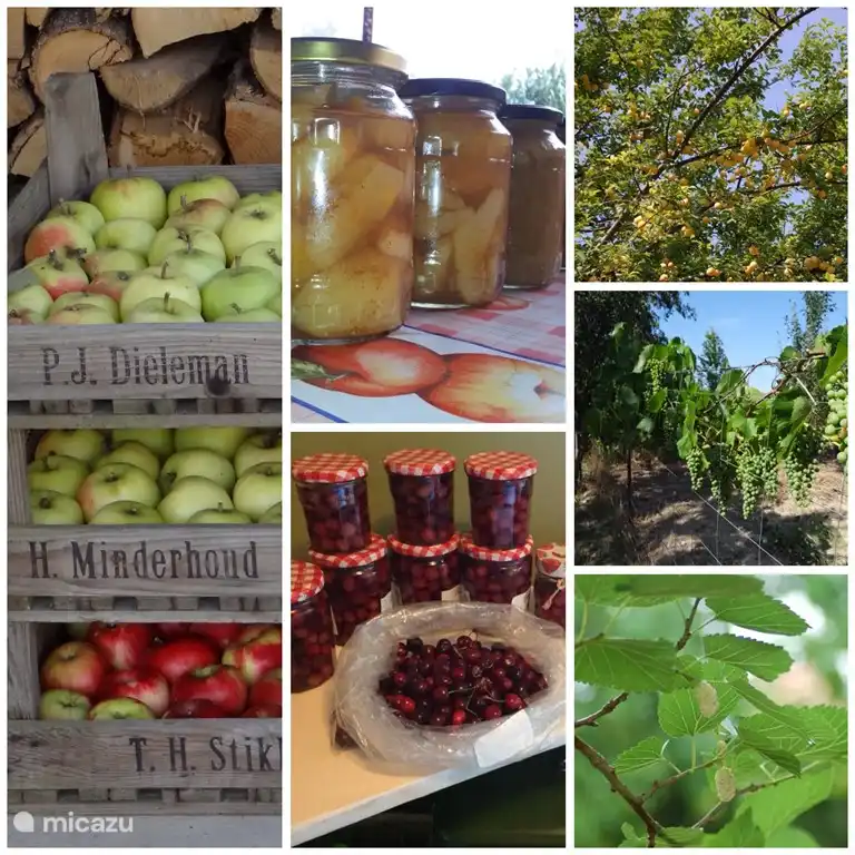 Äpfel, Birnen, Moränen, Kirschen, Pflaumen, Maribellen, Maulbeeren, Brombeeren, Johannisbeeren, Himbeeren. Zu jeder Jahreszeit gibt es etwas zu wählen.