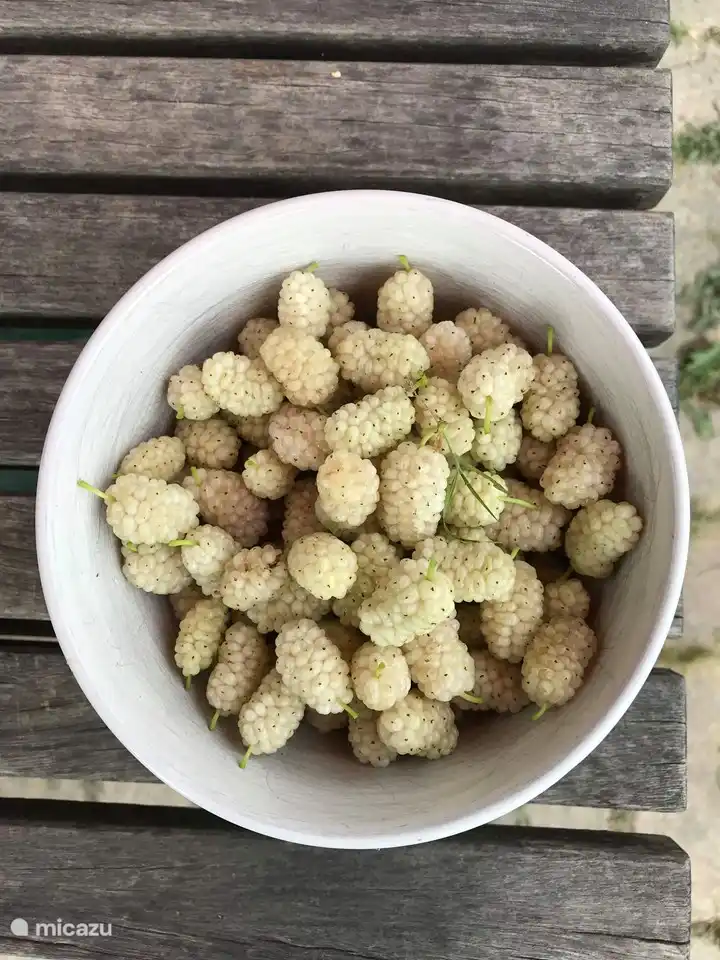 Maulbeeren frisch im Juni