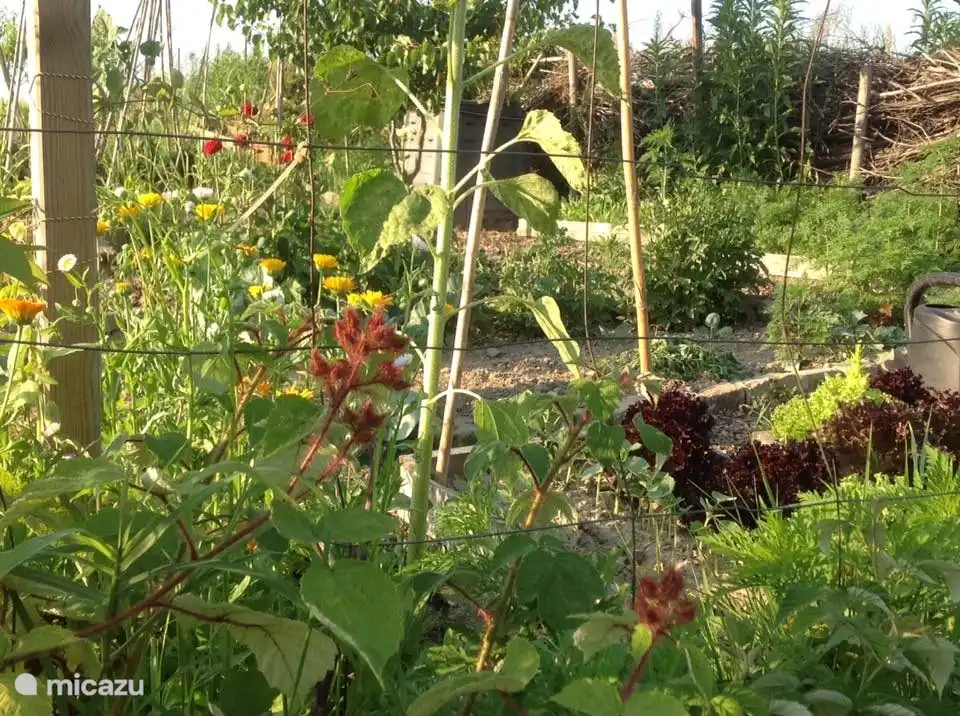 Unser Gemüsegarten
