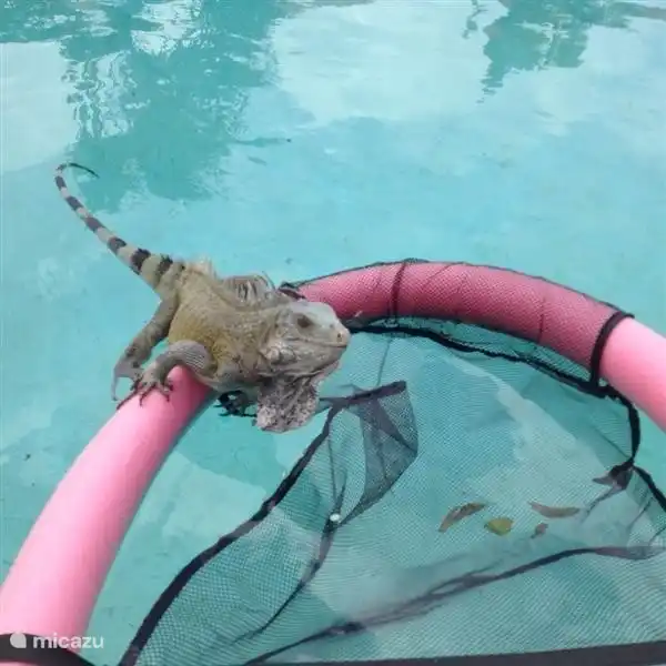 Eh bien, il fait chaud à Curaçao. Parfois, les iguanes se refroidissent.