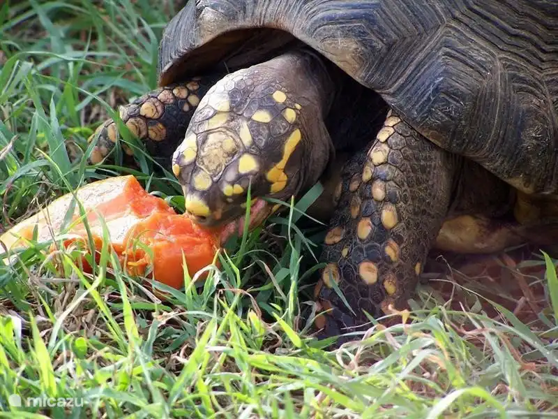 Vous pouvez toujours donner vos restes de fruits ou de salade à Stoffel et sa famille.
