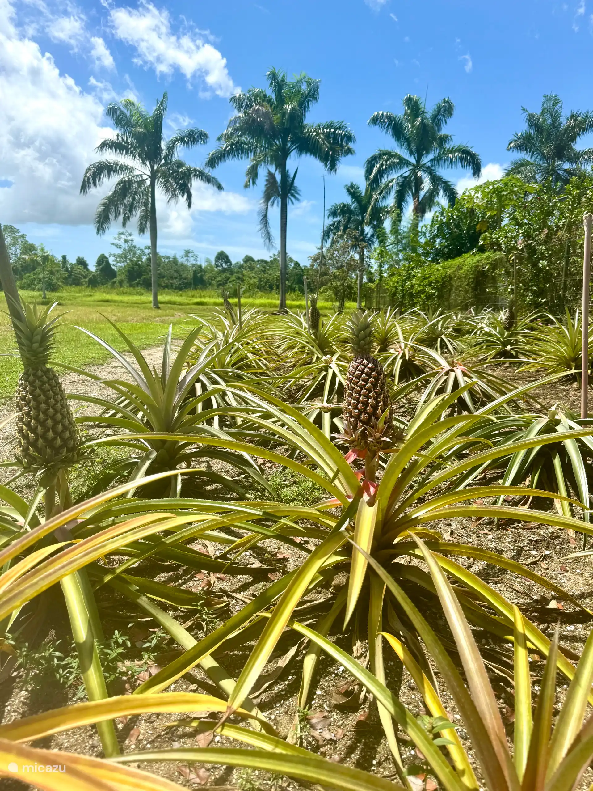 C’est ainsi que l’ananas pousse, c’est aussi à Palmvillage.