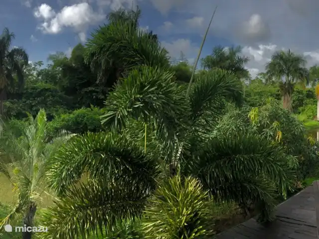 Location de Vacances Suriname, Commewijne, New Amsterdam, villa - Villa Nieuw, Amsterdam, Suriname  Photo panoramique du 1er étage. Voir les beaux nuages sur la photo.