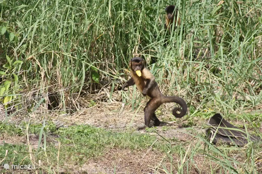 Diese herrlichen Tiere sitzen nur über den Graben.
