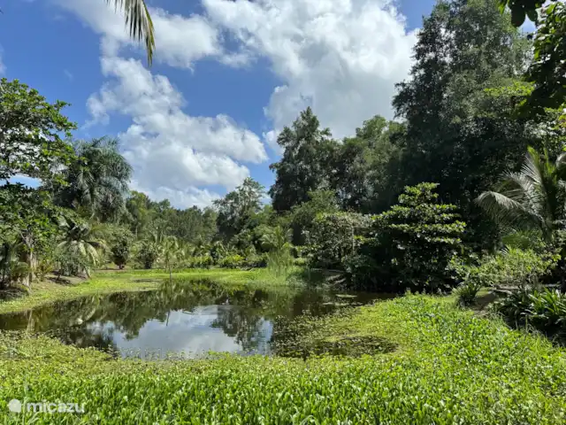 Location de Vacances Suriname, Commewijne, New Amsterdam, villa - Villa Nieuw, Amsterdam, Suriname  Plantation Bakkie, Commewijne.