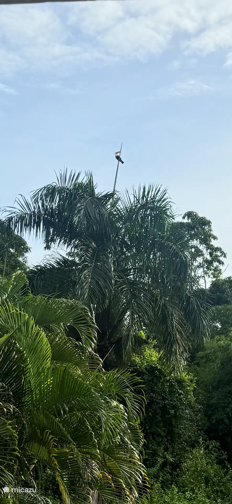 Am 23. Juni 2024 besuchte dieser Tukan die Villa Nieuw Amsterdam. Das werden Sie in der Stadt wahrscheinlich nicht finden.