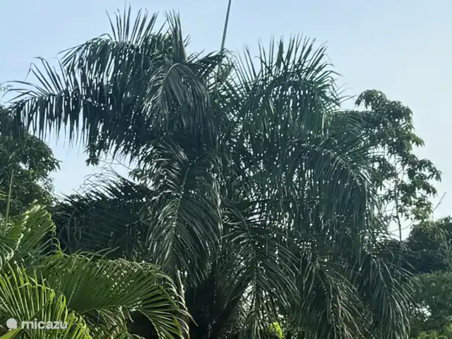 Location de Vacances Suriname, Commewijne, New Amsterdam, villa - Villa Nieuw, Amsterdam, Suriname  Le 23 juin 2024, ce Toucan est venu visiter la Villa Nieuw Amsterdam. Vous ne trouverez probablement pas cela en ville.