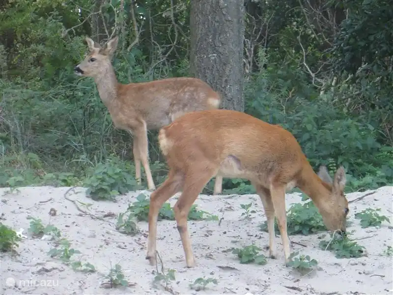 in der Abenddämmerung ein reebokje beobachten oder Sie überrascht von der Specht