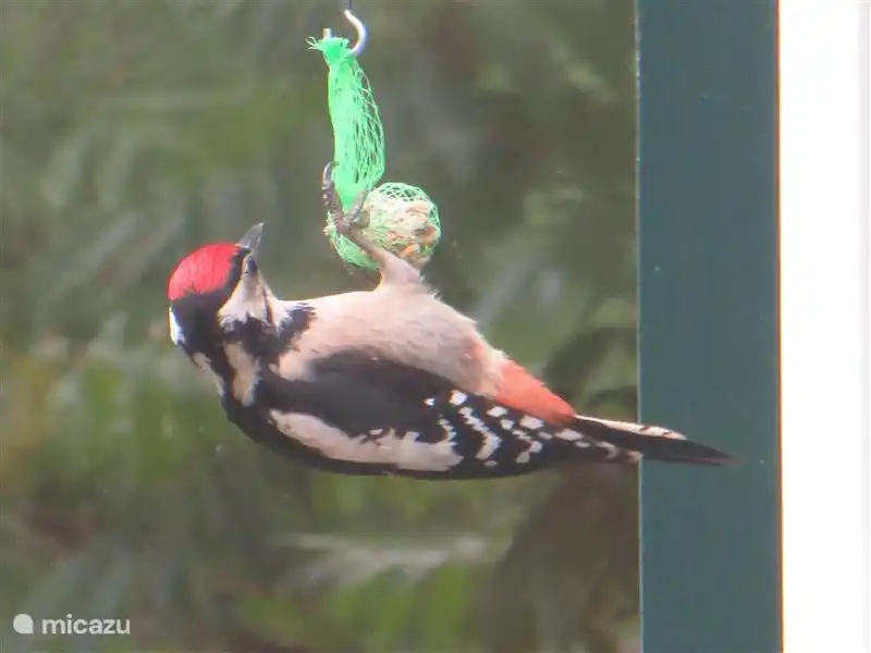 Der Specht zeigt regelmäßig und zu hören. Der Grünspecht liegt in der Nachbarschaft befindet sich aber immer noch ein wenig schüchtern.