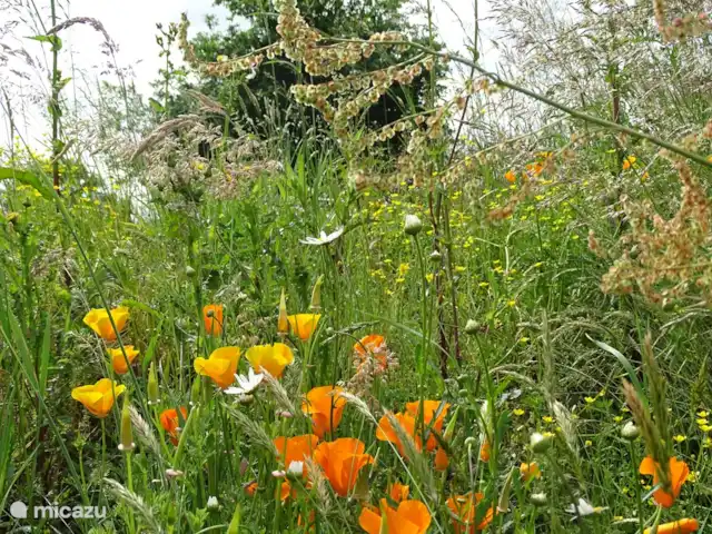 Villa de Banninck **** huren in Frankrijk, Charente, Laprade - villa De bloemenzee in de tuin. We maaien selectief, om dit moois te behouden!